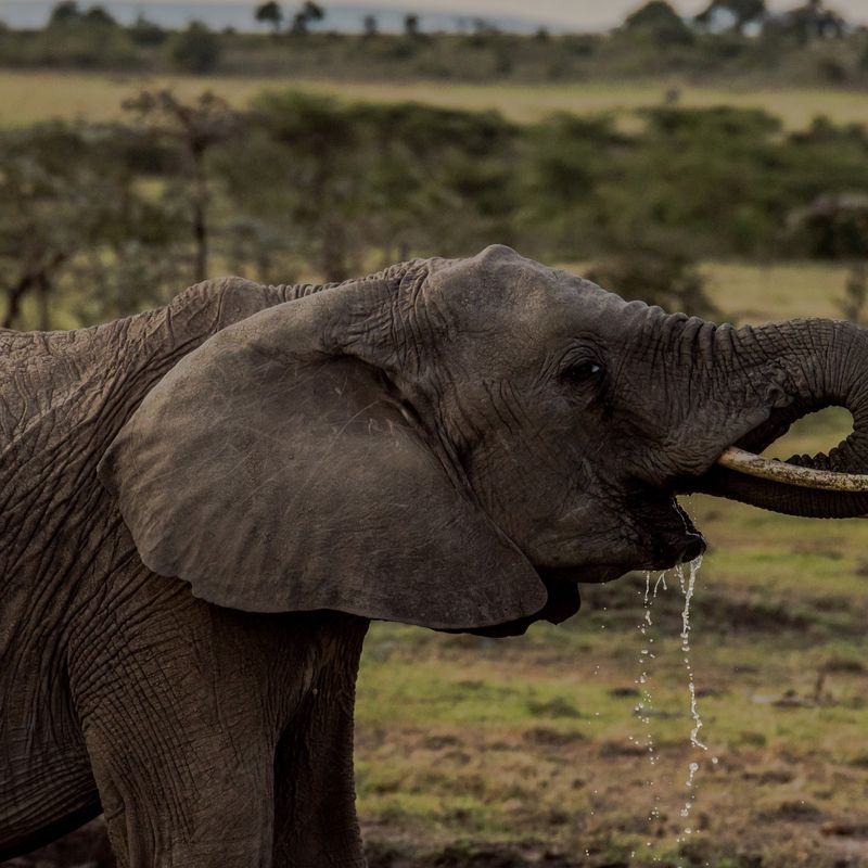 nina de safari