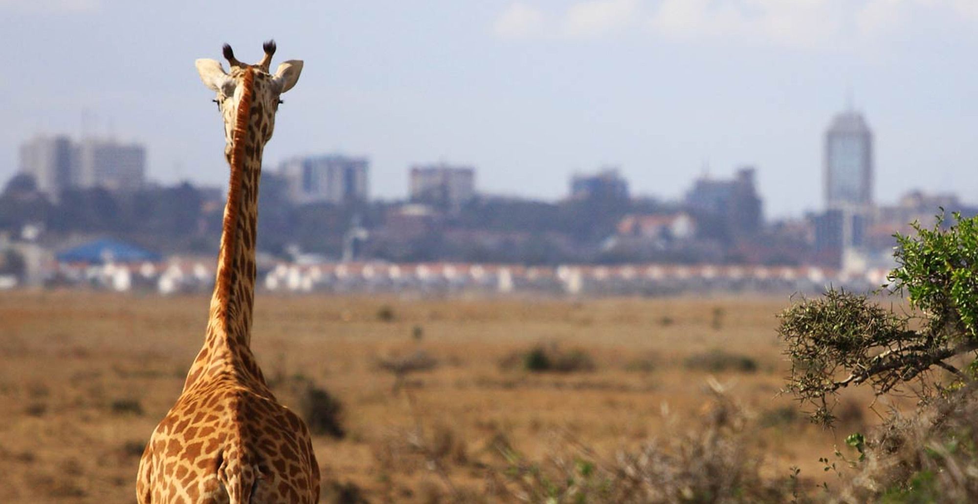 Nairobi National Park: “The World’s Wildlife Capital”