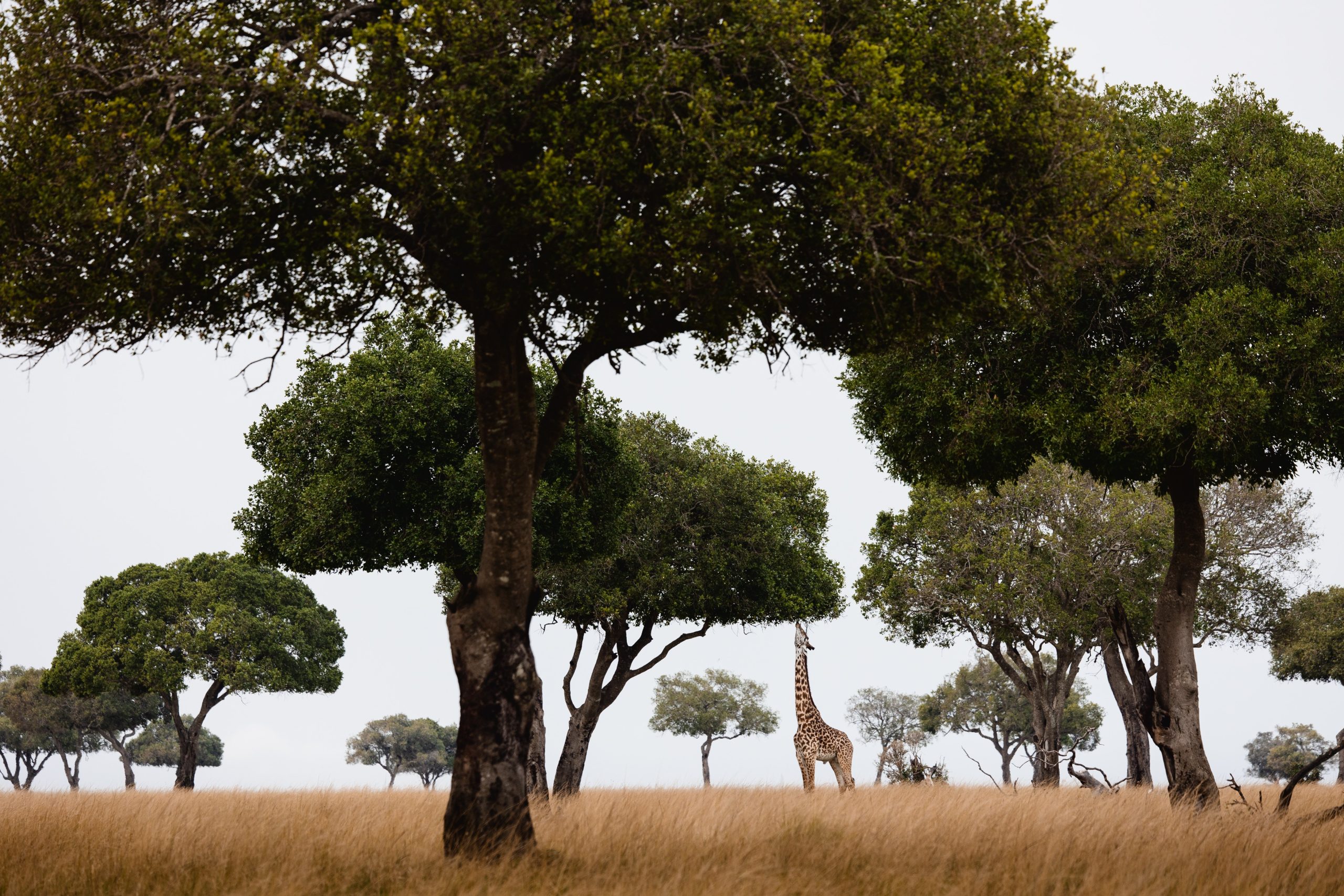 Game Drive 17 – 2025 TC (1)