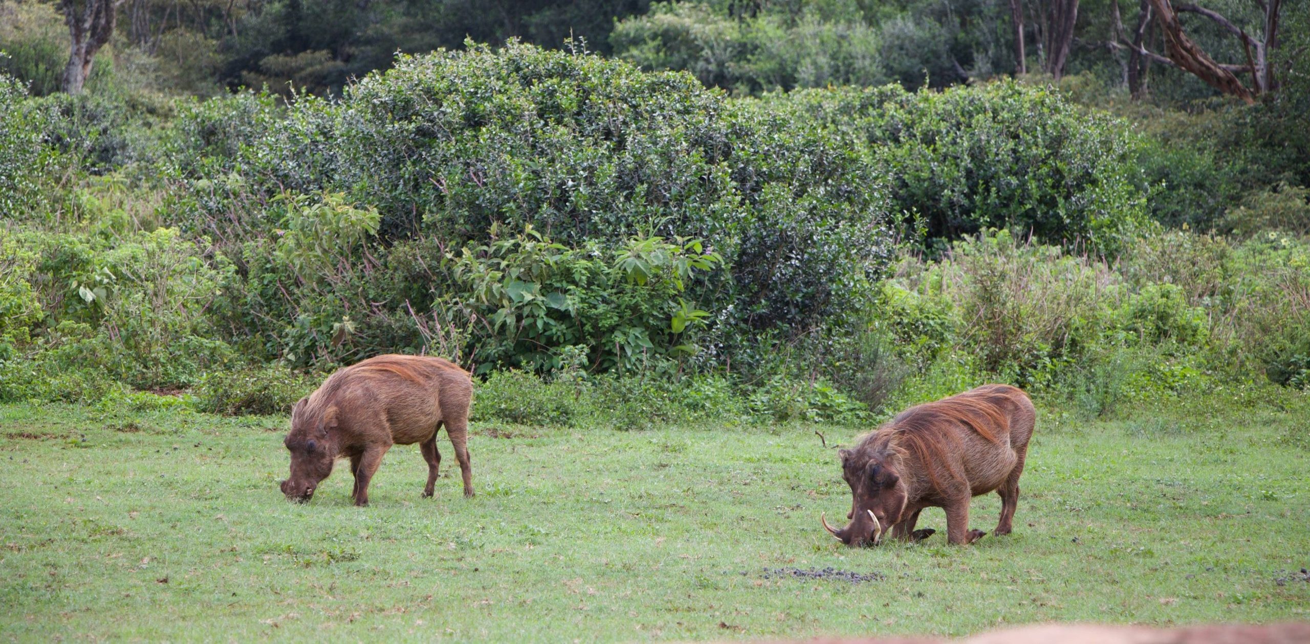 Warthog (1)