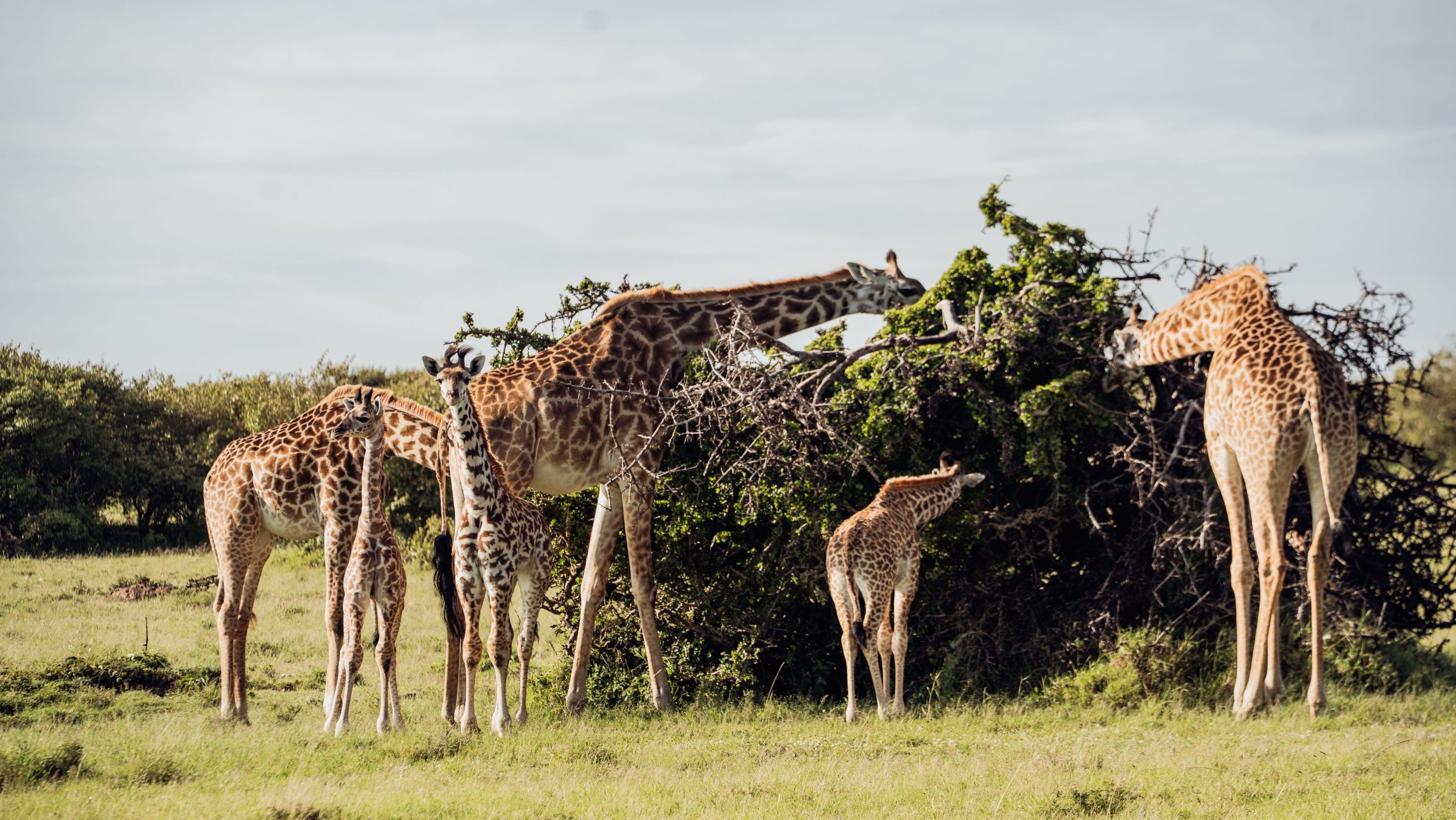 Giraffe at Ol Seki