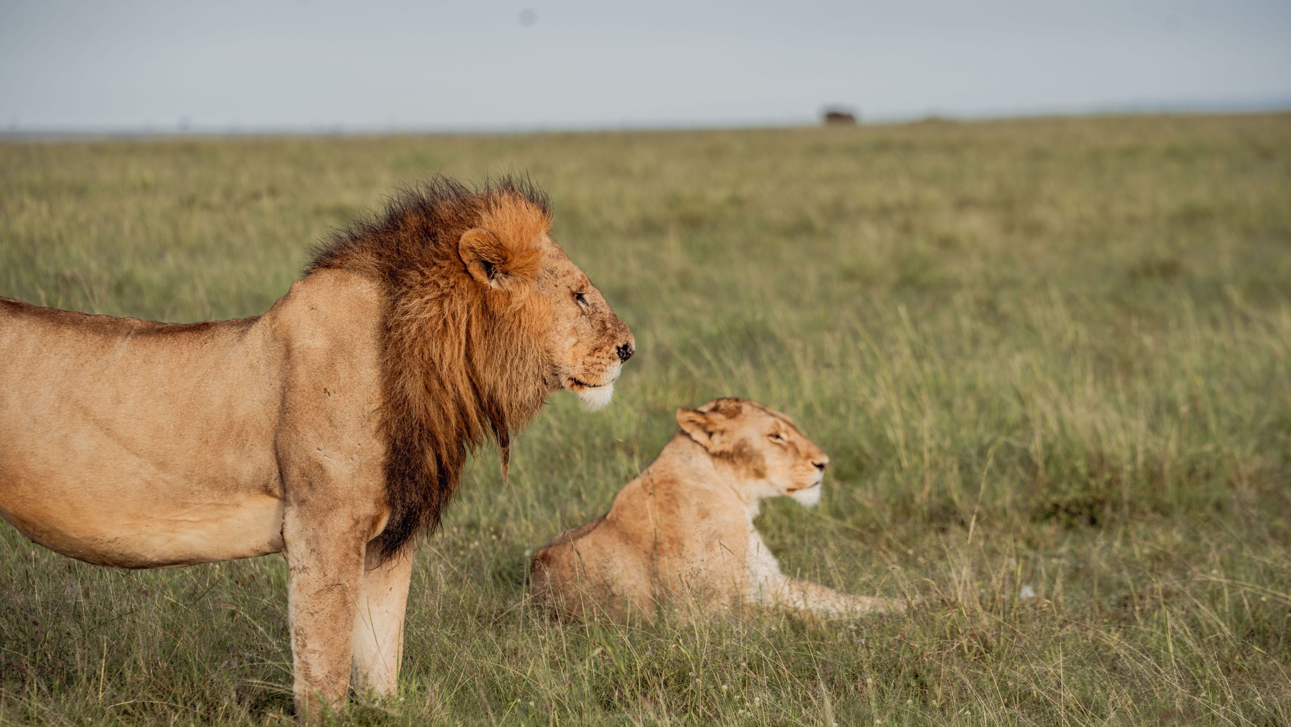 Lions at Ol Seki 2