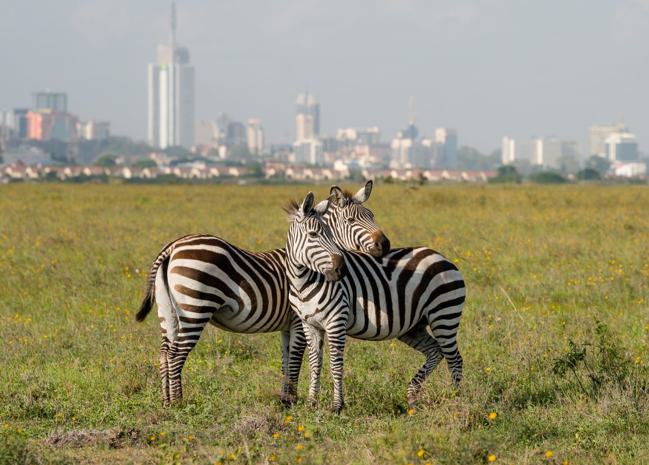 Zebra national park (1)