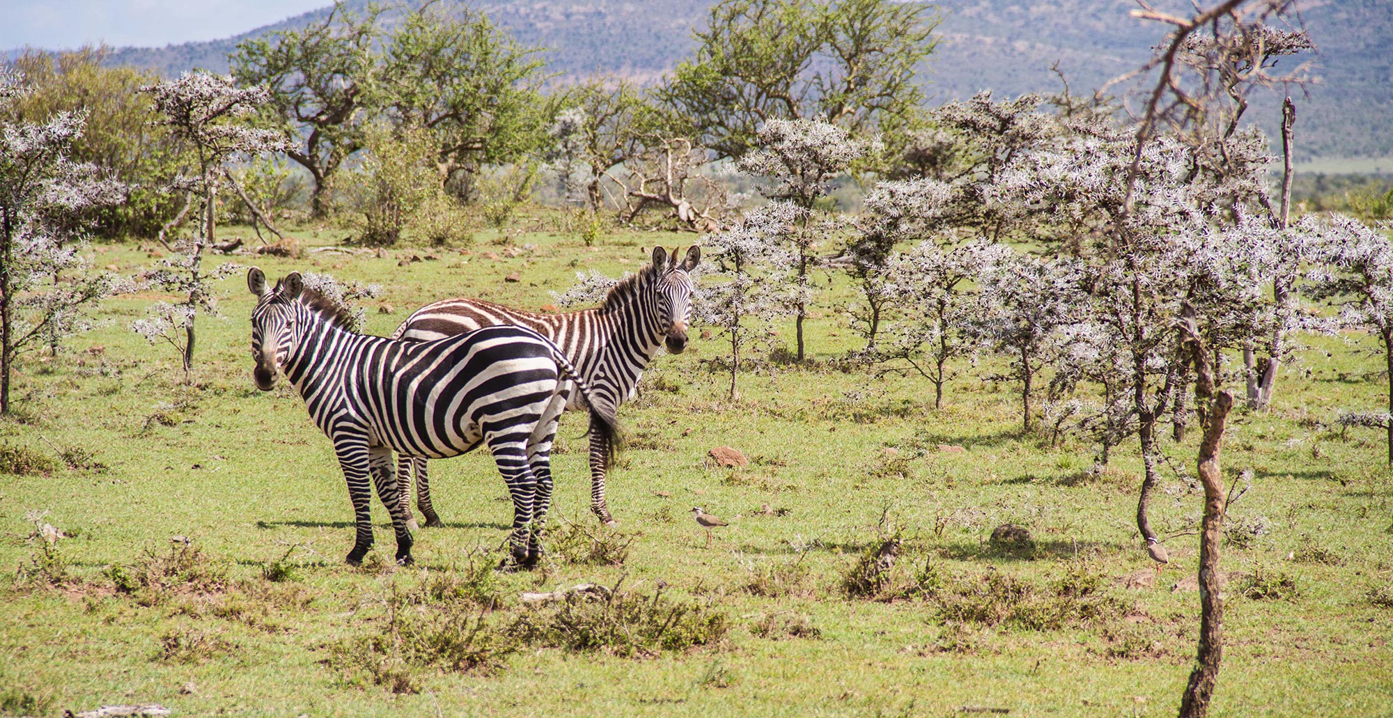 wildlife_2