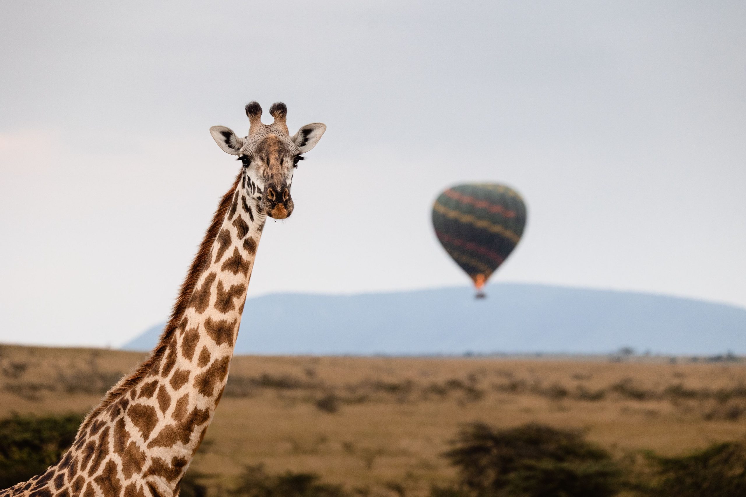 Hot Air Balloon 2 – 2025 TC (1)