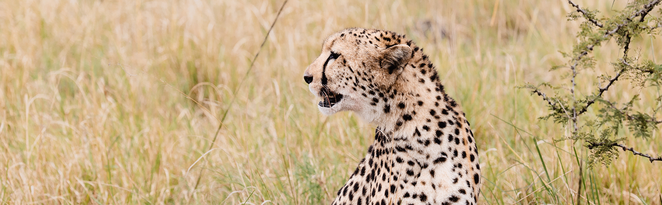 cheetah (1)