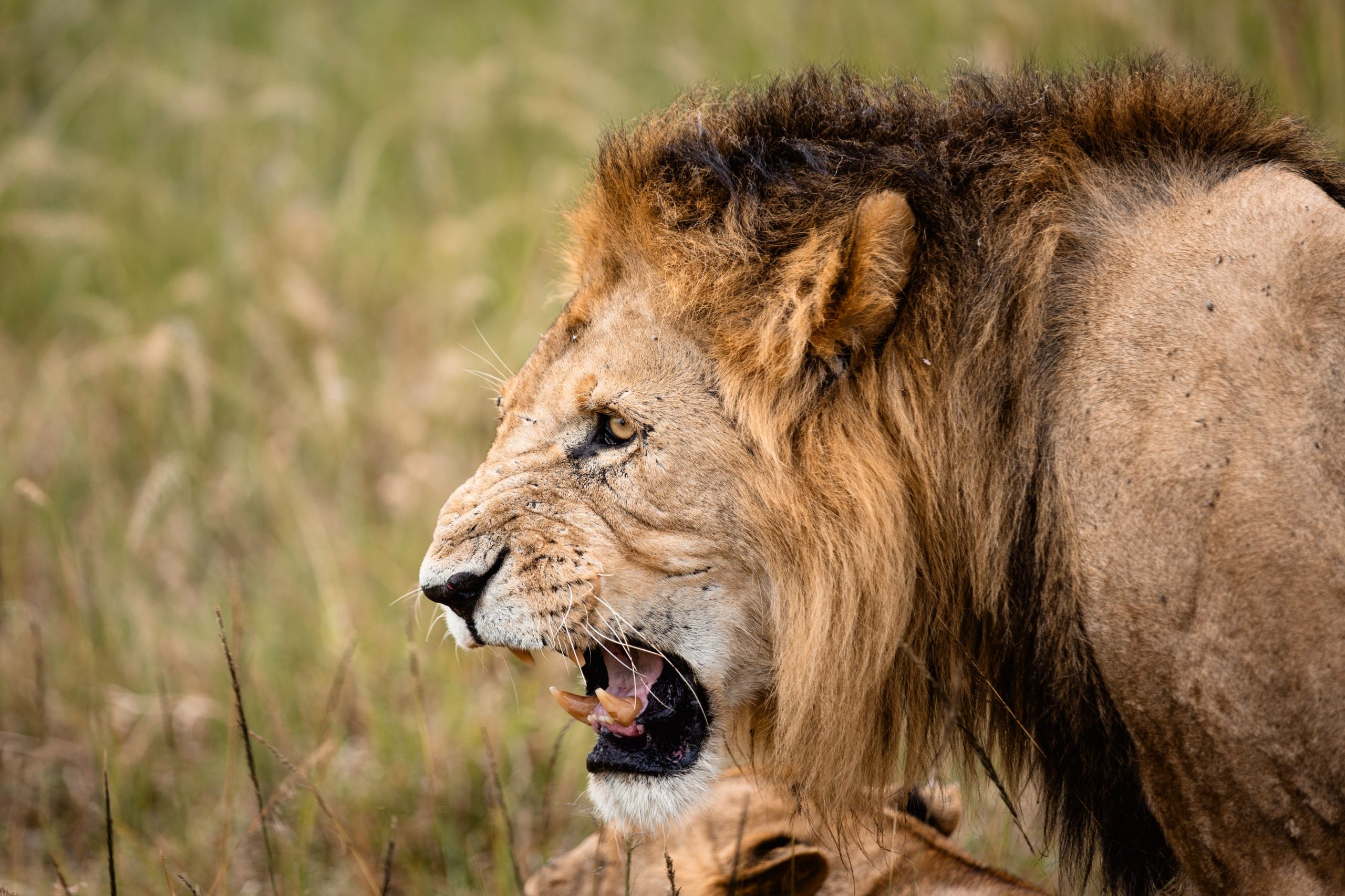 Game Drive 24 – 2025 TC